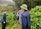 Giải ngân dự án " Mở rộng vùng trồng cây dược liệu" tại xã Lương Sơn, huyện Thường Xuân, tỉnh Thanh Hóa